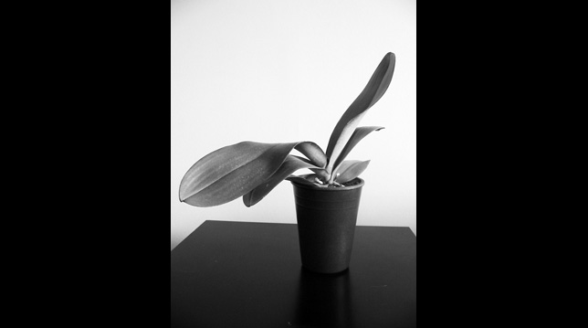 Black and White Plant Black and White Plant